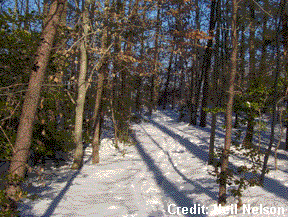Lake Ridge Park trail