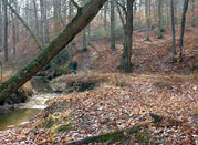 Headwaters of Powell's Creek