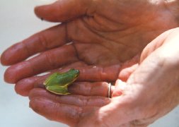 Green Tree Frog