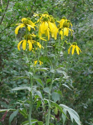 greenheaded coneflower