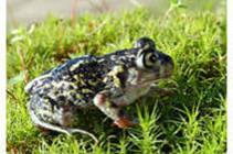 Eastern Spadefoot Toad